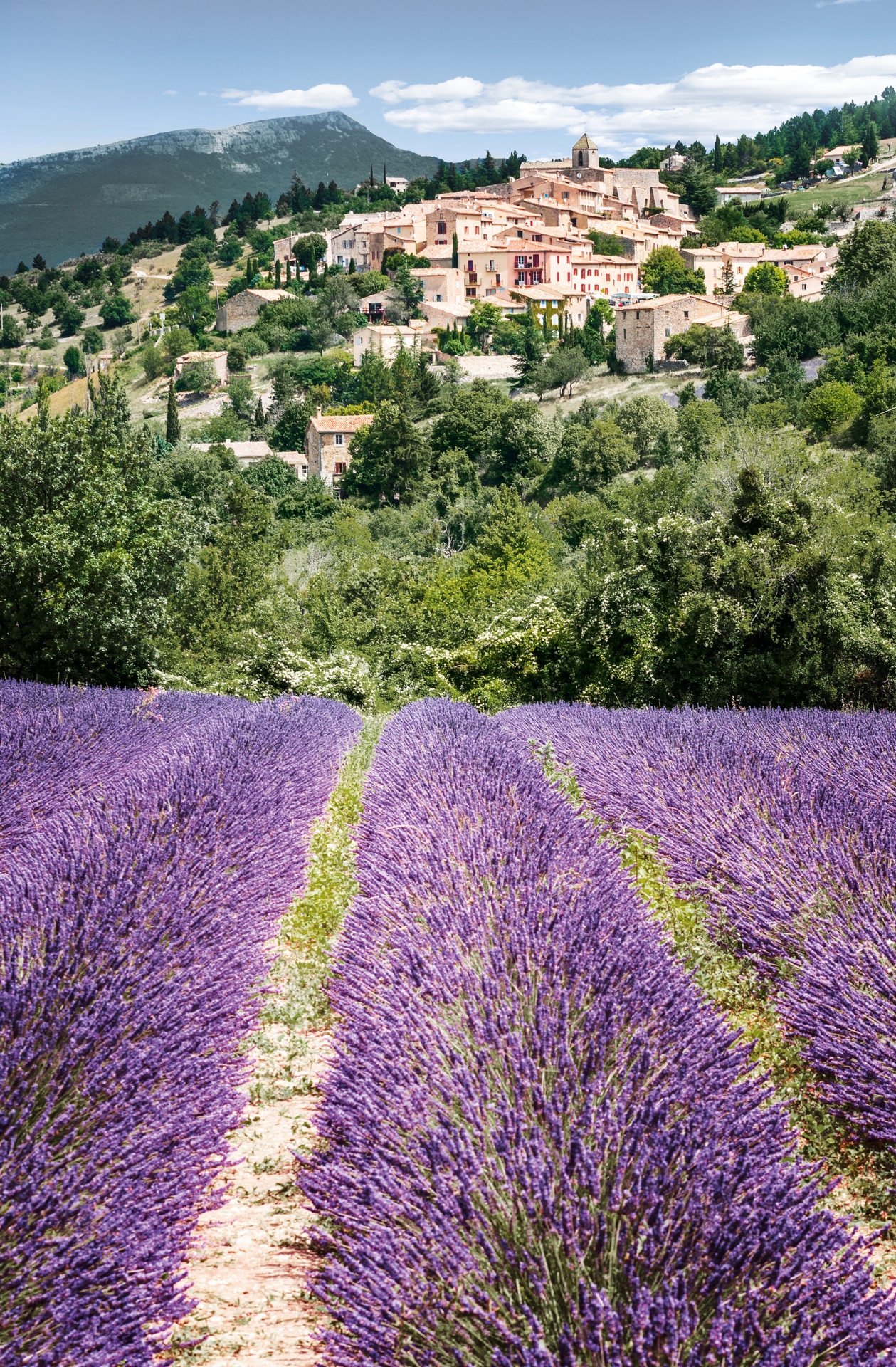 Lavendelblüte entlang der Rhone