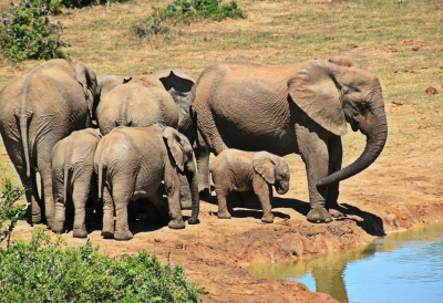 Südafrika | vom Krügerpark bis zur Gartenroute