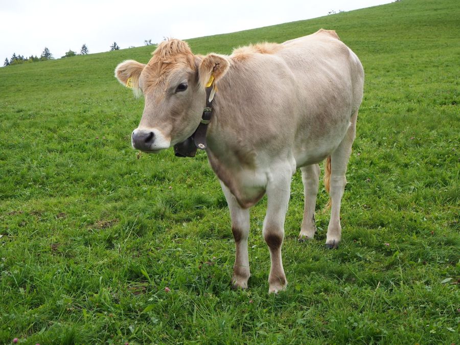 Auf 4 Rädern durch das Allgäu