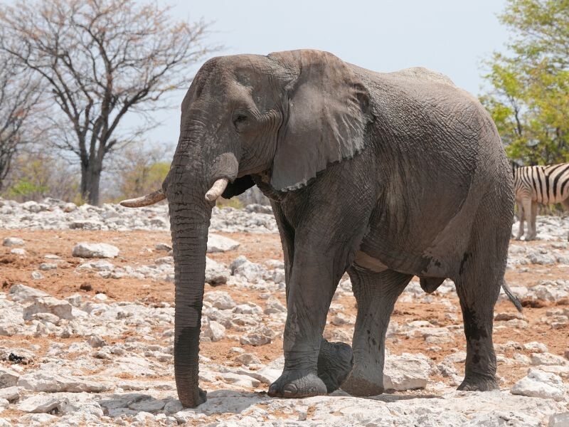 Namibia Botswana Simbabwe | Die gro&szlig;e Afrika- Expedition - Namibia