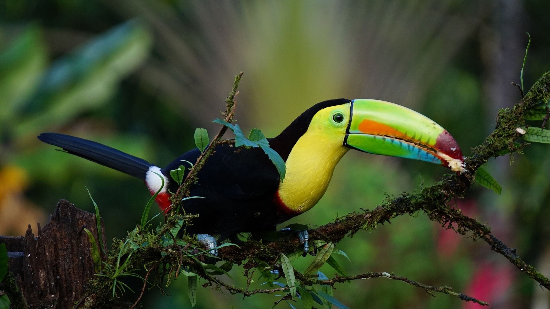 keel-billed-toucan-1021048_1920