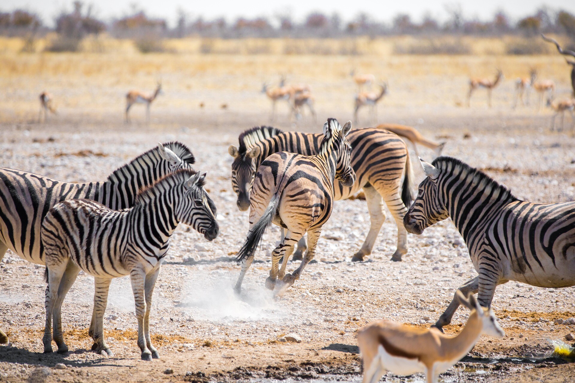 teefarm-zebras-5015976_1920.jpg